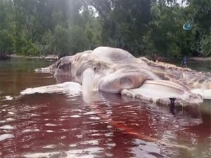 15 Metre uzunluğundaki yaratık kıyıya vurdu