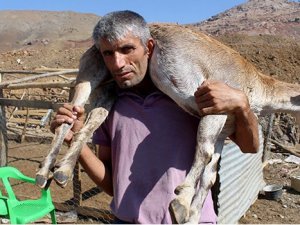 Dağ keçisini kilometrelerce sırtında taşıdı!