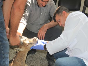 Hakkari’de tedavi edilen yaban keçisi doğaya bırakıldı