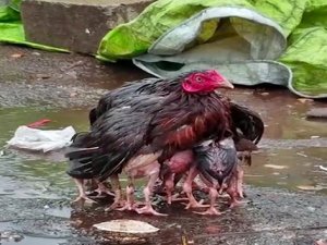 O da bir anne!
