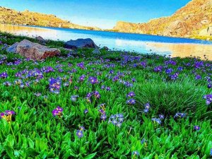 Hakkari’de sürüngen ve böcek türleri tespit edildi