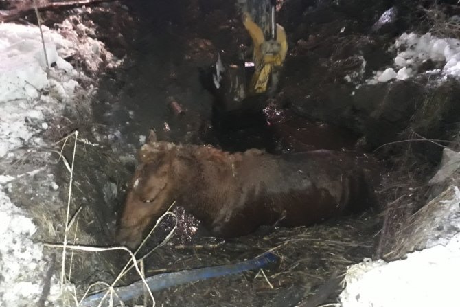 Çamura saplanan at kurtarıldı