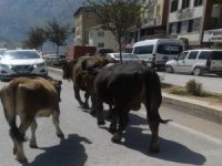Zabıta başıboş büyükbaş hayvanlara el koydu