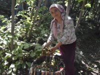 Hizan fındığının hasadına başlandı