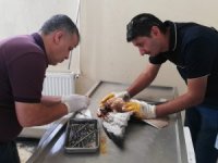 Yaralı kaya kartalı tedavi altına alındı