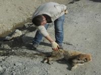 Köpek katliamı araştırılıyor