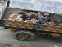 Askeri birlikte köpek katliamı iddiası