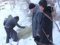 Yaban hayvanlarını koruyalım harika görüntüler