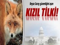 Beyaz Saray güvenliğini aşan kızıl tilki