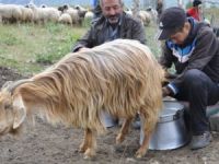 Tuncelili çobanın TEOG başarısı
