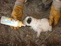 Köpek yavrularını biberonla besliyor