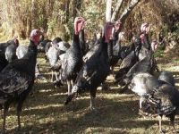 Merzan’ın organik hindileri piyasaya çıktı