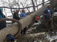 Asırlık ağaçlar yağışlara dayanamadı!