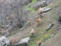 Yaban keçileri sürü halinde görüntülendi!