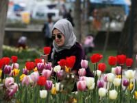 Van 110 bin lale ile süslenmeye başlandı