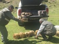73 kınalı keklik yeniden özgürlüğüne kavuştu