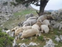 Hayvan sürüsünün üzerine yıldırım düştü