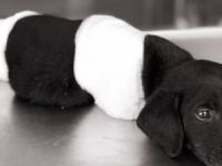 Köpek katliamında 1 kişi tutuklandı