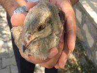 kaçak avlanmış 4 yavru keklik ele geçirildi