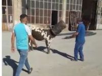 Kafası çöp kutusuna sıkışan kurbanlık böyle kurtarıldı