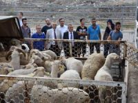 Genç çiftçilere küçükbaş hayvan dağıtıldı