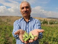8 kilo ekti 2 ton ürün elde etti