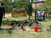 Toplu hindi ölümleri korkutuyor