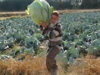 Lahana hasadı başladı!