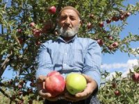 Aynı ağaçta hem yeşil hem kırmızı elma yetiştirdi