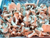 Genci yaşlısı bu mantarı topluyor