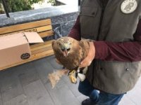 Jandarmanın bulduğu Şahin tedavi altına alındı