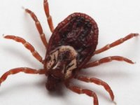 ‘Hyalomma’ cinsi kene alarmı