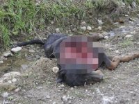 Aç kalan kurtlar köpeği yedi