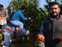 Çukurova'da kayıkla mandalina hasadı başladı