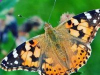 ‘Vanessa’ kelebeği zararsız