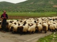 Göçerlerin zorlu Ramazan mesaisi başladı