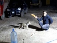 İnşaat işçisi tilkiyi kendi elleriyle besliyor