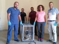 Hakkari’de yürümeyen köpek sağlığına kavuşturuldu
