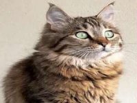 Kayıp kedi Mina'yı bulana para ödülü..