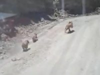 Çukurca sınırında boz ayı görüntülendi