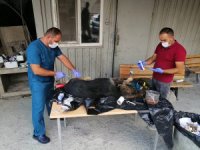 Yaralı Kurt cinsi köpek tedavi altına alındı