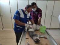 Hakkari’de aracın çarptığı anne kedi kurtarıldı
