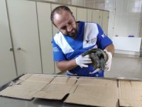 Veterinere getirilen kaplumbağa sağlam çıktı
