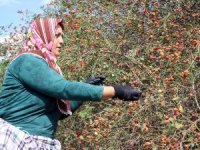 Kuşburnunun sofralara uzanan yolculuğu