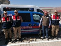 Kaçak Tilki avlayan şahsa 2 bin 20 lira ceza