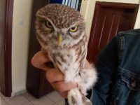 Baykuş tedavi altına alındı