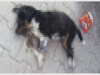 Yavru köpeğin ayaklarını bağlayıp denize attılar