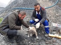 Aracın çarptığı köpek tedavi altına alındı