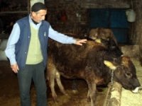 İneğe ceza yazıldı...