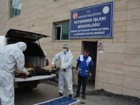 Hakkari’de 2 günde 100 hayvan kısırlaştırıldı